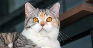 10 Kucing TerLangka Di seluruh Muka Bumi