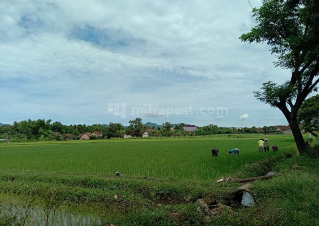 Lahan Pertanian Terdampak Banjir Mulai Sambut Musim Tanam Kedua