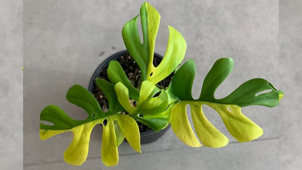 Tanaman Termahal di Dunia - Philodendron Minima Variegata
