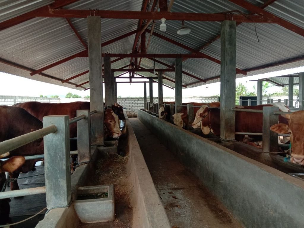 Peternak Sapi Rembang Batasi Sapi dari Jatim untuk Cegah Wabah PMK