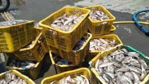 Pemkab Rembang Tingkatkan Target Retribusi Perikanan