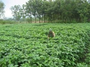 Stok Kedelai Rembang Belum Bisa Cukupi Kebutuhan