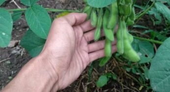 Petani Rembang Belum Minat Budidaya Kedelai Karena Faktor Kestabilan Harga