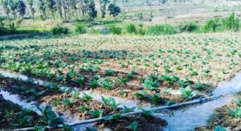 Kemarau Basah Berikan Dampak Buruk Bagi Sejumlah Petani Rembang