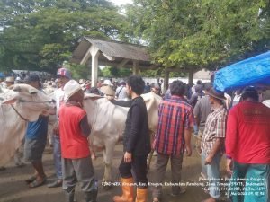 Sebanyak 2.009 Ekor Sapi yang Terpapar PMK di Rembang Dinyatakan Sembuh