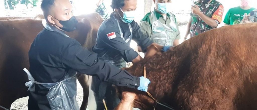 Jelang Idul Adha, Dintanpan Syaratkan Hewan Kurban Harus Miliki Surat Keterangan Sehat