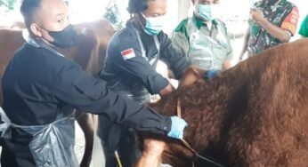 Jelang Idul Adha, Dintanpan Syaratkan Hewan Kurban Harus Memiliki Surat Keterangan Sehat