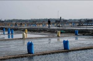 Stok Garam Lokal Rembang Masih 17.094 Ton, DKP Rembang: Tidak Ada Impor Garam di Rembang