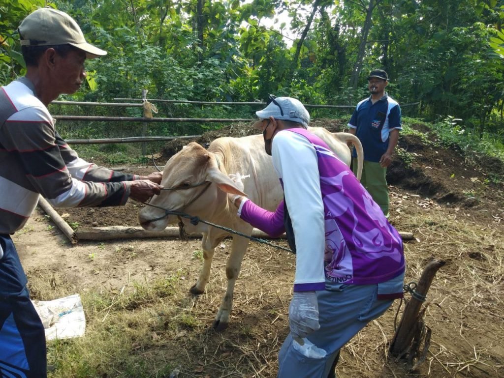 Jumlah Kasus PMK di Kabupaten Rembang Alami Penurunan