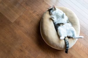 Tips Mengatasi Kucing yang Keracunan/iStock
