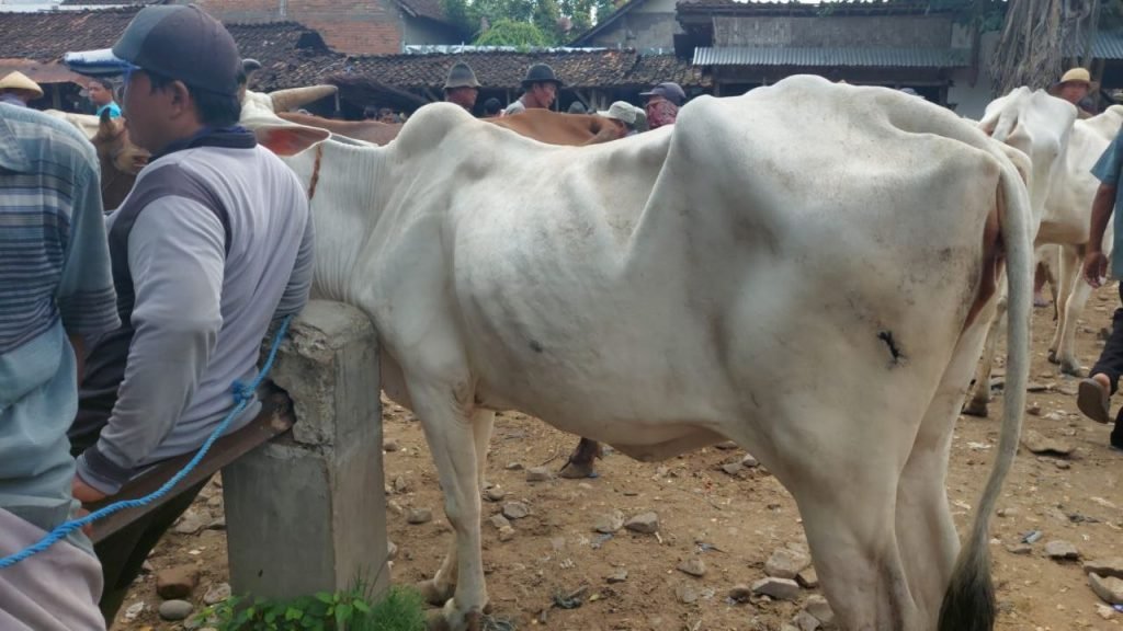 Foto: Sapi yang terjangkit LSD di Kabupaten Rembang/Rembangnews.com/Istimewa