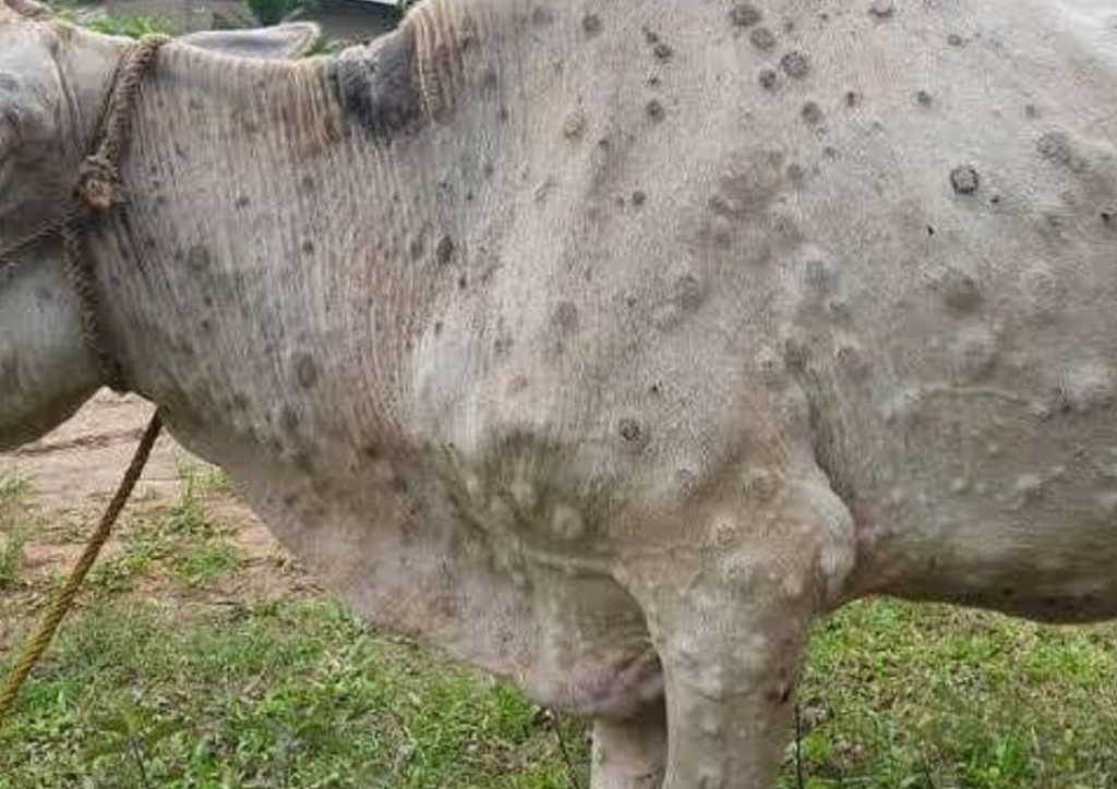 Pemkab Ungkap Penyakit LSD di Rembang Meningkat Vaksinasi Terus Digenjot - Rembang