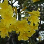 istockphoto 1396485582 612x612 1 - Tanam Tabebuya Rosela