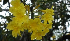 The yellow Japanese tabebuya flower is blooming beautifully istockphoto 1396485582 612x612 1 - Rembang