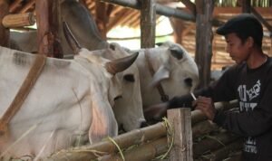 Foto: Ilustrasi sapi sembuh dari LSD (Sumber: pixabay)