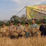 Foto: Panen di Desa Japerejo Kecamatan Pamotan (Sumber: rembangkab)