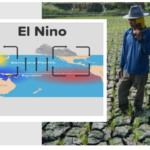 El Nino Ancam Musim Panen Indonesia, Ini Kata BMKG!