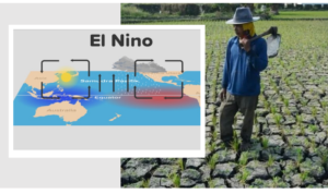El Nino Ancam Musim Panen Indonesia, Ini Kata BMKG!