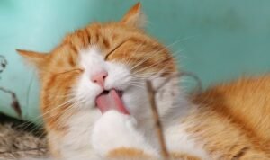 Pecinta Kucing, Ini Arti Dengkuran Anabul yang Perlu Diketahui/pixabay
