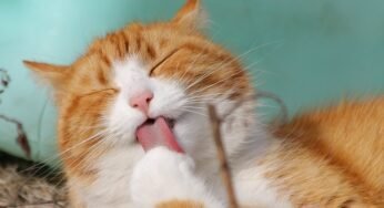 Pecinta Kucing, Ini Arti Dengkuran Anabul yang Perlu Diketahui