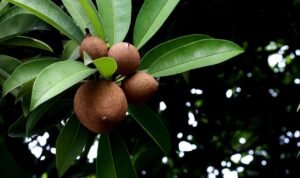 Foto: Ilustrasi buah sawo (Sumber: pixabay)