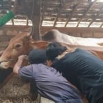 Foto: Monitor Virus PMK, Dintanpan Rembang Lakukan Pengambilan Sample Darah Sapi (Sumber: rembangkab)