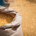 Foto: Ilustrasi jagung pakan (Sumber: iSTock)