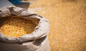 Foto: Ilustrasi jagung pakan (Sumber: iSTock)