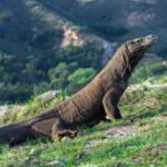 Foto: Taman Nasional Komodo (Sumber: istock)