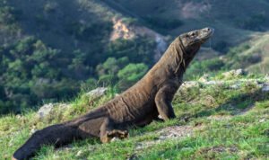 Foto: Taman Nasional Komodo (Sumber: istock)