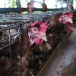 Doa Saat Menyembelih Ayam dan Tata Caranya