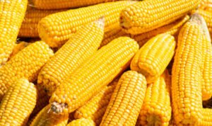 Foto: Ilustrasi jagung (Sumber: istock)