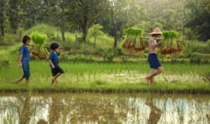 Foto: Ilustrasi petani (Sumber: istock)