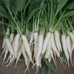Kandungan Gizi Sayur Lobak dan Kelebihannya