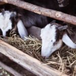 Foto: Ilustrasi ternak kambing (Sumber: istock)