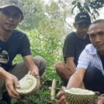 Foto: Durian Khas dari Desa Bitingan Sale (Sumber: rembangkab)
