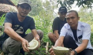 Foto: Durian Khas dari Desa Bitingan Sale (Sumber: rembangkab)
