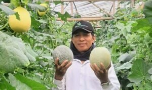 Foto: petani melon bernama Mohammad Asnawi (Sumber: rembangkab)