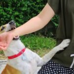 Cegah Infeksi Rabies, Pahami Cara Melakukan Pertolongan Pertama