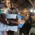 Foto: Dintanpan Rembang Periksa Sebanyak 1.570 Ekor Hewan (Sumber: rembangkab)