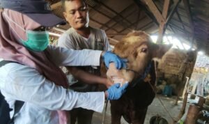 Foto: Dintanpan Rembang Periksa Sebanyak 1.570 Ekor Hewan (Sumber: rembangkab)