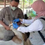Foto: pemeriksaan hewan kurban (Sumber: rembangkab)