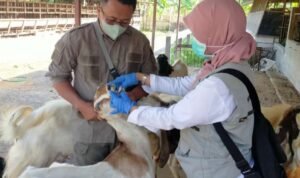 Foto: pemeriksaan hewan kurban (Sumber: rembangkab)