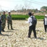Ratusan Hektare Sawah di Rembang Gagal Panen /rembangkab