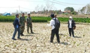 Ratusan Hektare Sawah di Rembang Gagal Panen /rembangkab