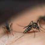 Waspada! Tak Hanya Musim Hujan, Nyamuk Juga Bisa Berkembang Saat Musim Kemarau