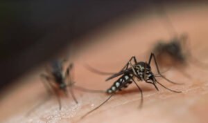 Waspada! Tak Hanya Musim Hujan, Nyamuk Juga Bisa Berkembang Saat Musim Kemarau
