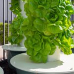 Petani Bisa Bertani di Lahan Terbatas Dengan Inovasi Edible Garden Tower/ istock