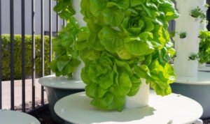 Petani Bisa Bertani di Lahan Terbatas Dengan Inovasi Edible Garden Tower/ istock