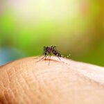 Foto: Nyamuk DBD (Sumber: istock)